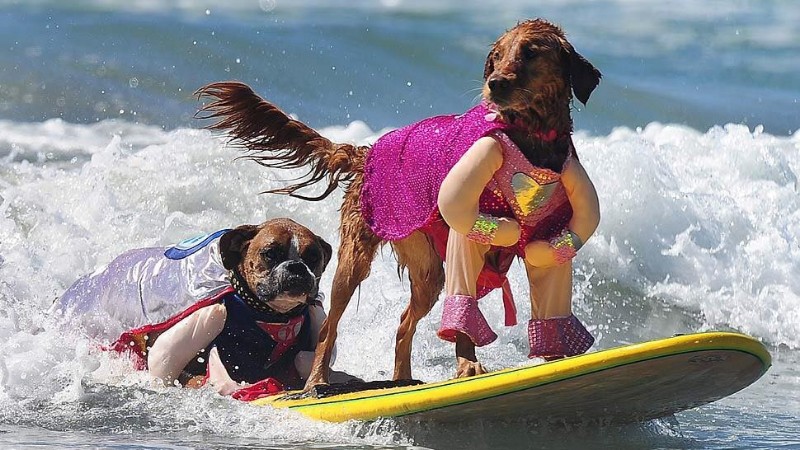 LeisureCard-Salty-Dog-Paddle-Dogs